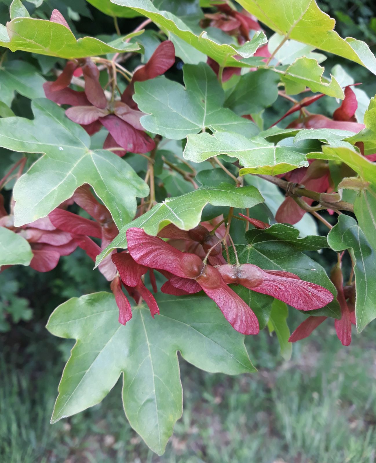 Acer campestre mezei juhar fa zöld levelekkel és sűrű koronával