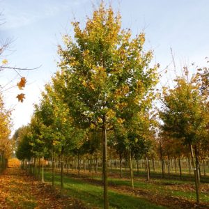 Acer campestre 'Elsrijk' – Oszlopos mezei juhar