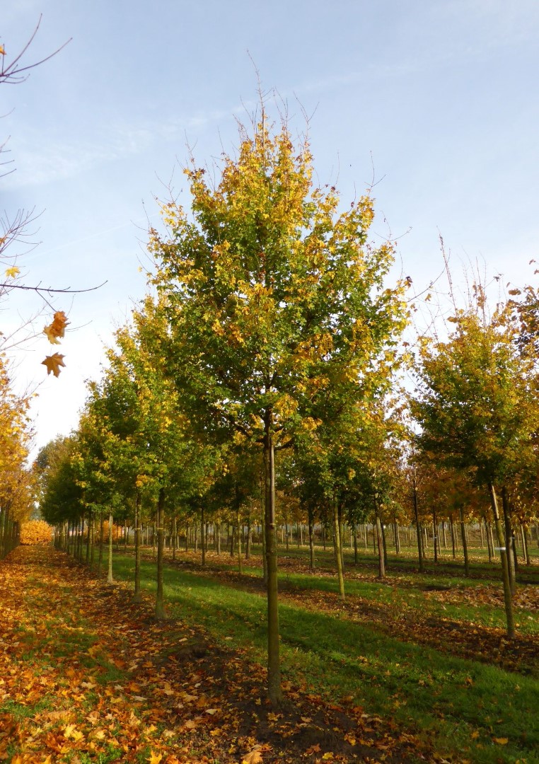 Acer campestre 'Elsrijk' – Oszlopos mezei juhar