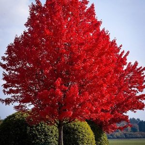Acer rubrum Sun Valley vörös juharfa lángoló skarlátpiros őszi levelekkel