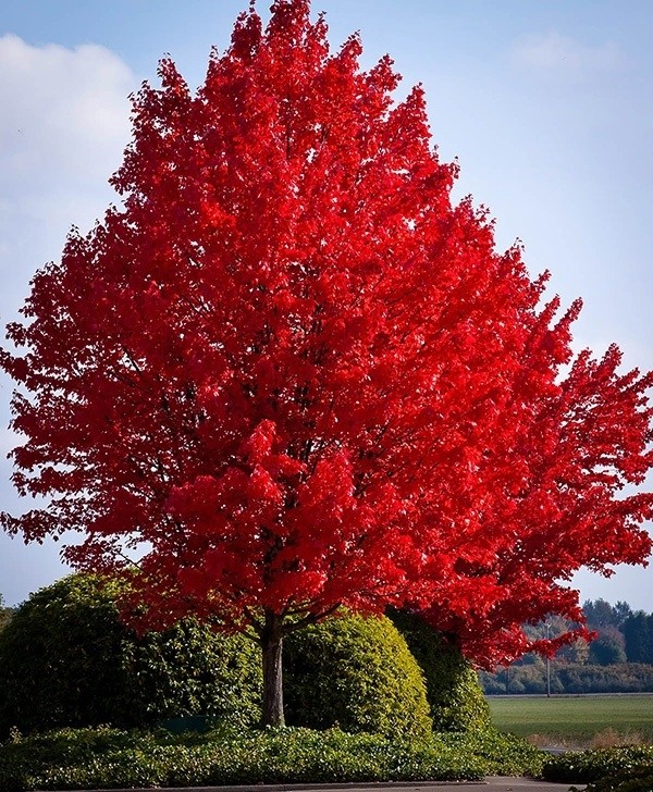 Acer rubrum Sun Valley vörös juharfa lángoló skarlátpiros őszi levelekkel