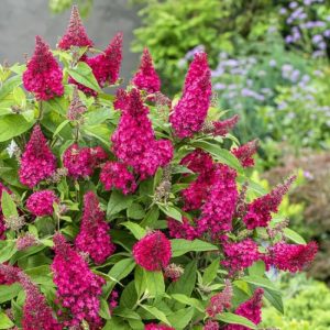 Buddleja davidii Butterfly Candy Little Ruby törpe nyáriorgona illatos virágokkal