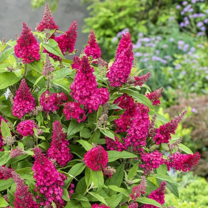 Buddleja davidii Butterfly Candy Little Ruby törpe nyáriorgona illatos virágokkal