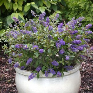 Buddleja davidii Blue Chip törpe kék nyáriorgona illatos kék virágfürtökkel
