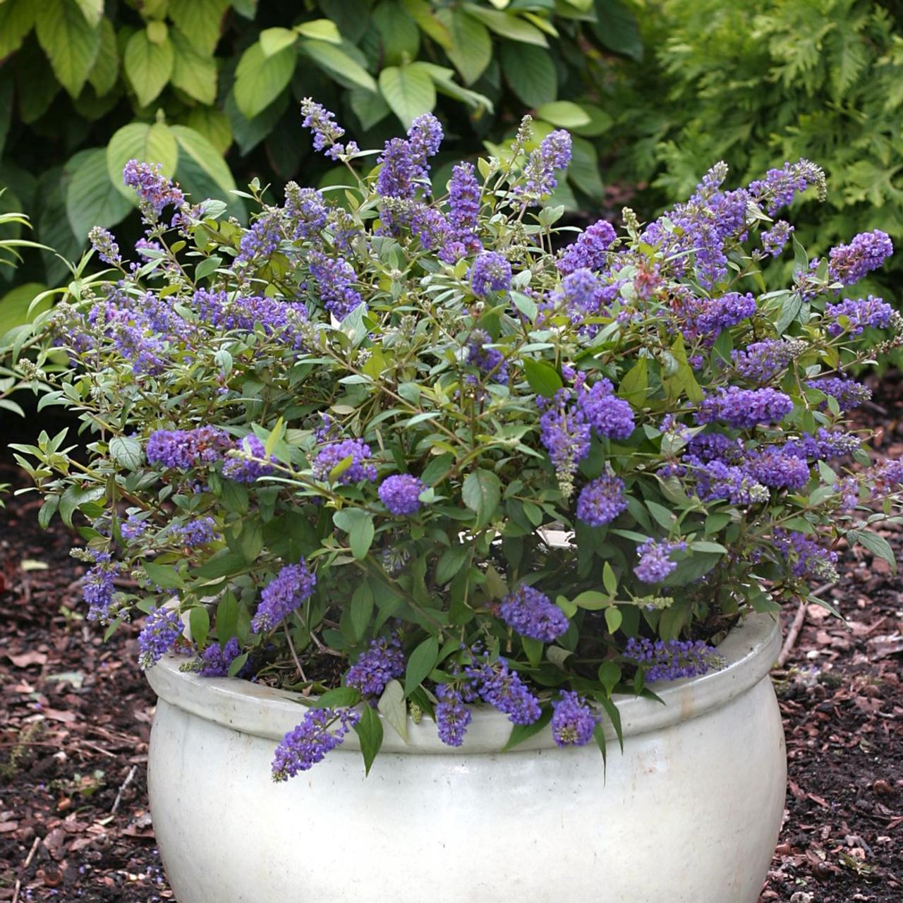 Buddleja davidii Blue Chip törpe kék nyáriorgona illatos kék virágfürtökkel