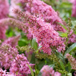 Buddleja davidii Butterfly Candy Little Pink törpe rózsaszín nyáriorgona illatos virágokkal