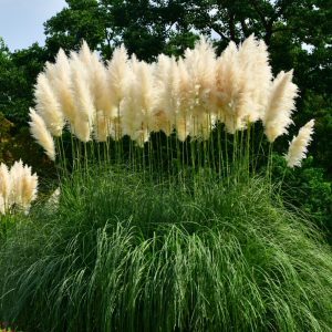Cortaderia selloana White Feather fehér pampafű hófehér tollbugákkal