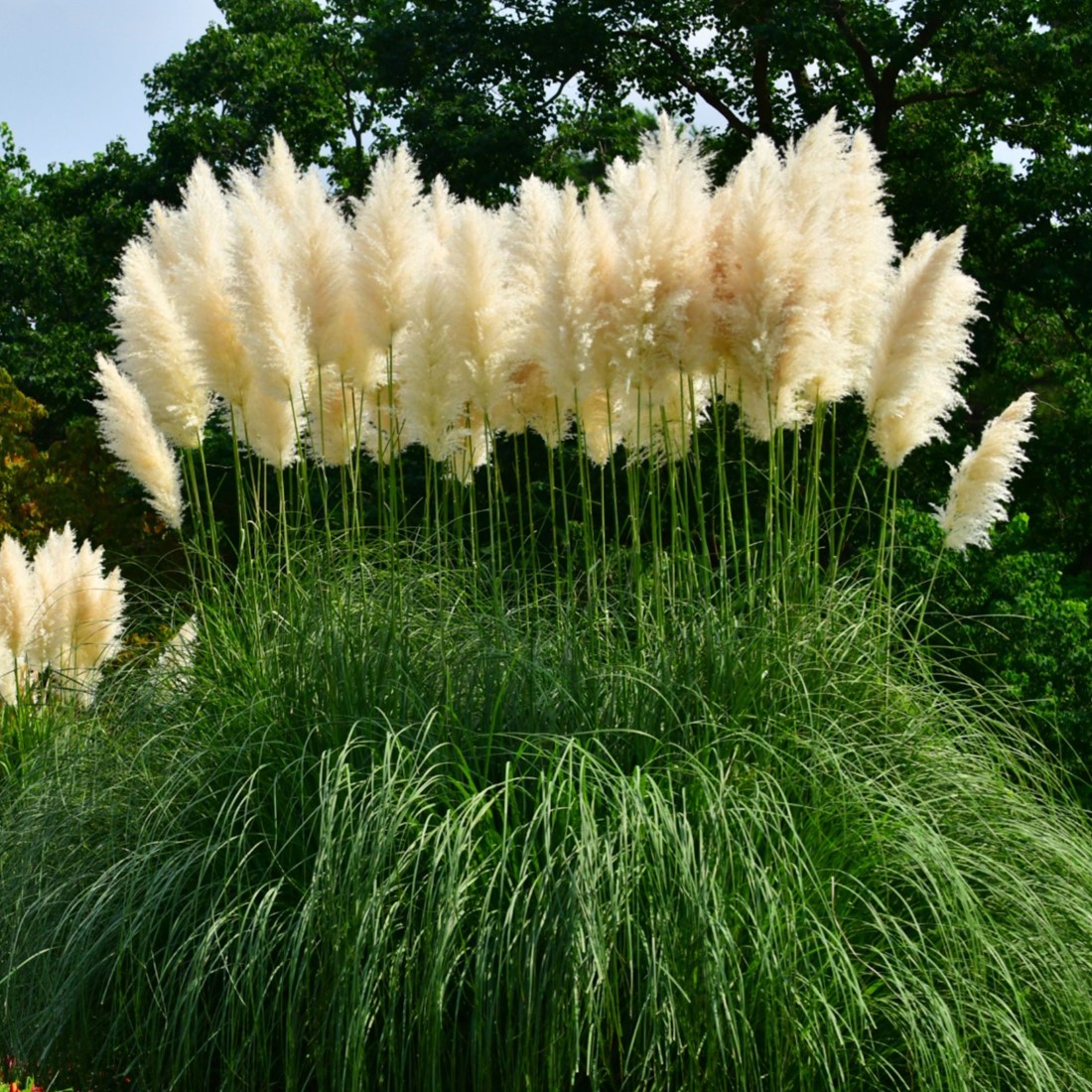 Cortaderia selloana White Feather fehér pampafű hófehér tollbugákkal