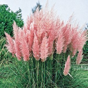 Cortaderia selloana Pink Feather rózsaszín pampafű finom rózsaszín tollbugákkal